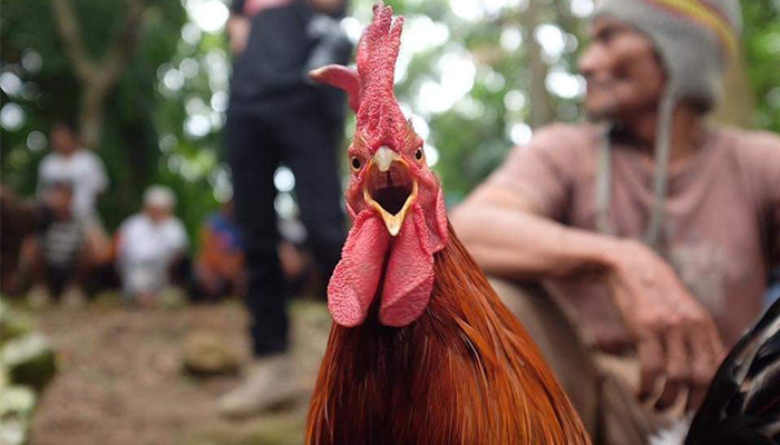 Perbedaan S128 dan SV388 Sabung Ayam Online Datmod