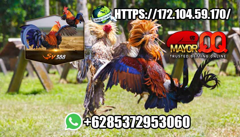 Situs Agen Resmi Sabung Ayam Online Menerima Deposit Pulsa